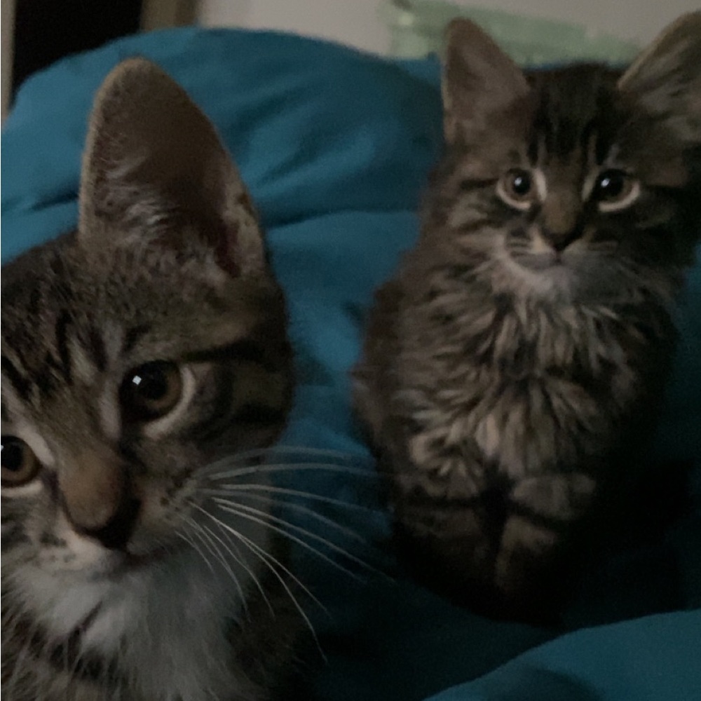 Meet your Posher, User